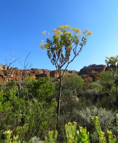 Othonna parviflora single-stemmed