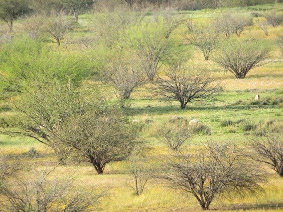Prosopis, a bane and a boon