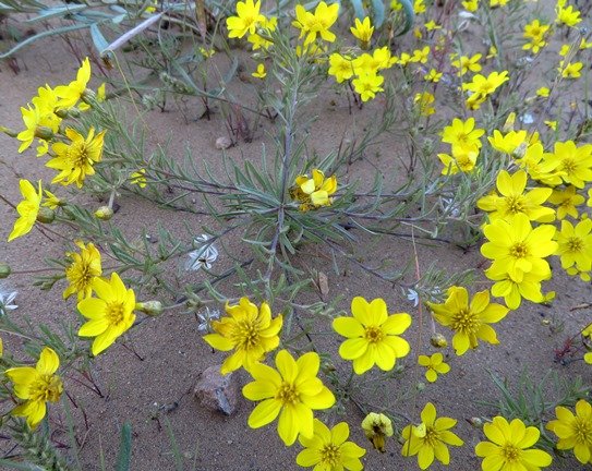 Rhynchopsidium pumilum ring of flowers