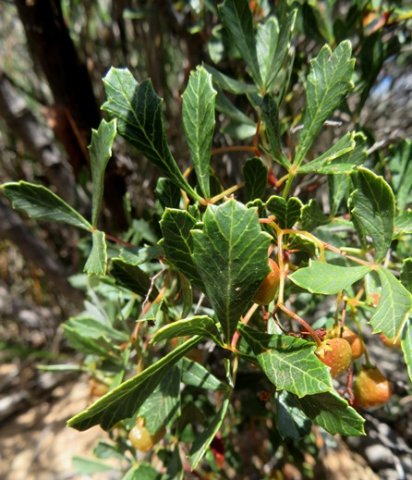 Searsia dissecta, the langsteelkorentebos