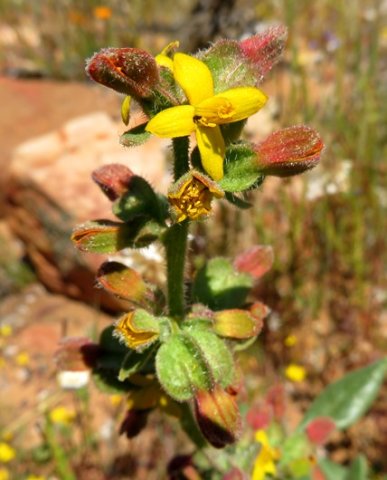 Tetragonia hirsuta flowers and fruit