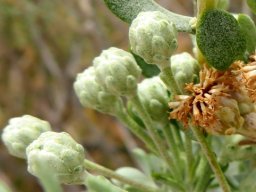 Athanasia pubescens buds and fruits