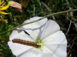 Convolvulus capensis and worm