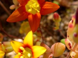 Crassula dichotoma different flower colours