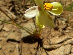 Cyanella alba subsp. flavescens 