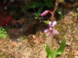 Cyanella orchidiformis in a special spot