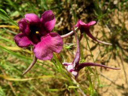 Diascia whiteheadii horn-like spurs