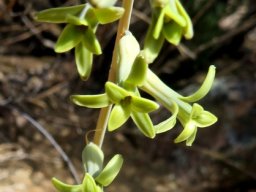 Dipcadi brevifolium