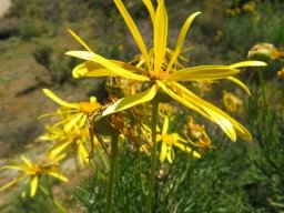 Euryops speciosissimus in spring