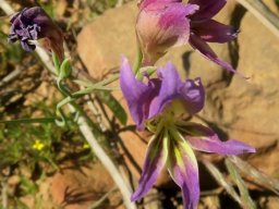Enigmatic gladiolus 