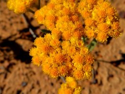 Helichrysum moeserianum bearing enough flowers