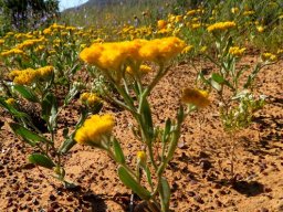 Helichrysum moeserianum in pioneering mode