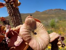 Hoodia gordonii fly pact