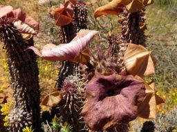 Hoodia gordonii washing line