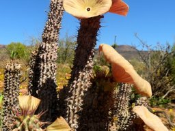 Hoodia gordonii little green, much grey stem