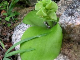 Massonia bifolia not often seen