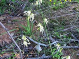 Melasphaerula graminea or fairy bells