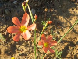 Moraea miniata, the two-leaved Cape tulp 
