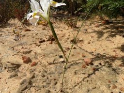 Moraea serpentina flowering on short rations