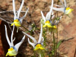 Nemesia cheiranthus finger signs