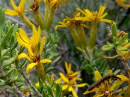 Oedera multipunctata and admirer