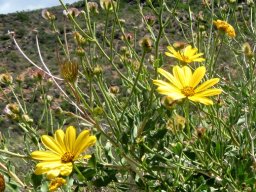 Osteospermum sinuatum var. sinuatum, the Karoobietou