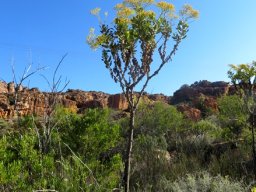 Othonna parviflora single-stemmed