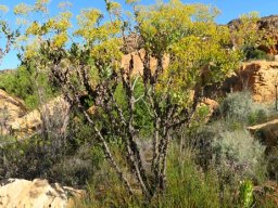 Othonna parviflora branched above ground level