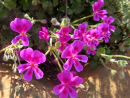 Pelargonium magenteum flowers