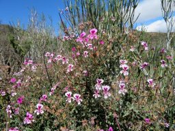 Pelargonium magenteum in habitat