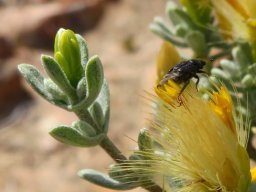 Pteronia incana and beetle