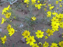 Rhynchopsidium pumilum ring of flowers