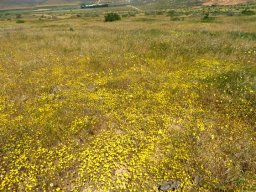 Geelsneeu abundance