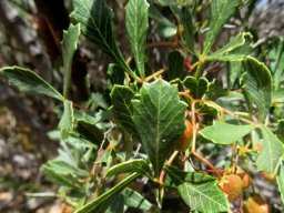 Searsia dissecta, the langsteelkorentebos