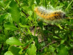 Searsia undulata being eaten