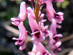 Trigonocapnos lichtensteinii known as hekeltjies