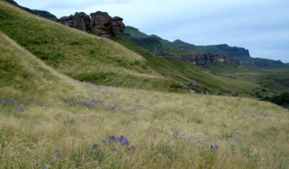 Agapanthus campanulatus flowering blue in grass