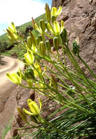Albuca rupestris flowers