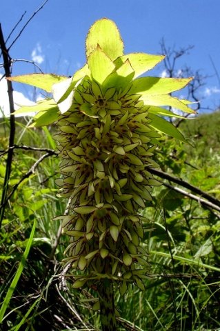 Eucomis bicolor at Mkhomazi