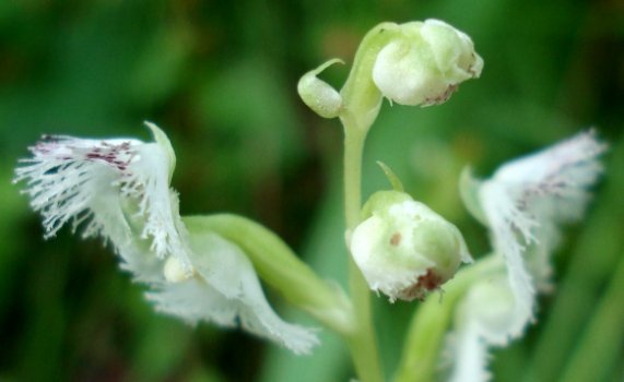 Huttonaea oreophila buds