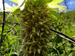 Eucomis bicolor at Mkhomazi