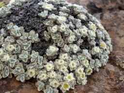 Helichrysum pagophilum