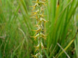 Holothrix thodei flower spike