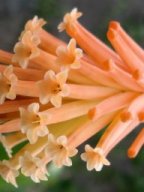 Kniphofia triangularis subsp. triangularis, the Mandarin poker