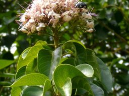 Volkameria glabra stem-tip inflorescence