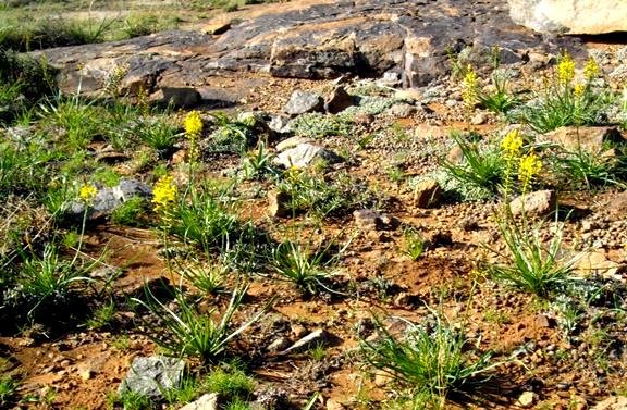 Bulbine abyssinica