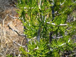Asparagus capensis old stems, new cladodes