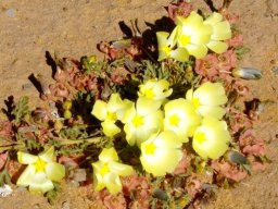 Grielum humifusum sunbathing
