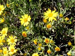 Osteospermum sinuatum var. sinuatum