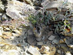 Pelargonium crithmifolium in shale